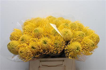 Leucospermum nutans 'High Gold'