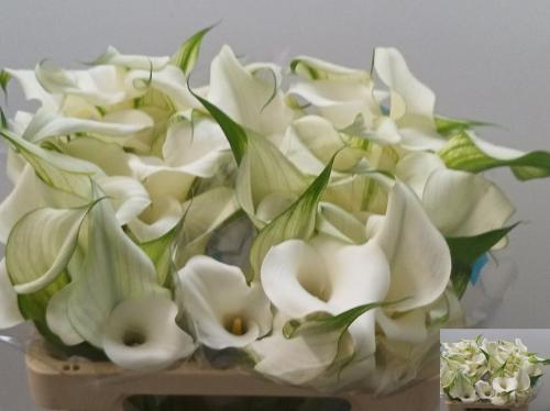 Zantedeschia Pure Art