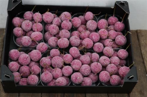 Wax appel H%