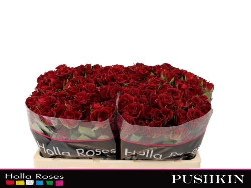 Rosa tros Pushkin