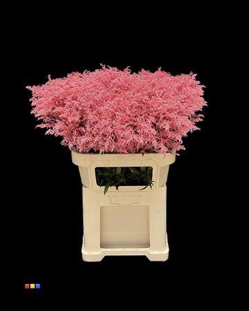 Solidago kleurbehandeld H%