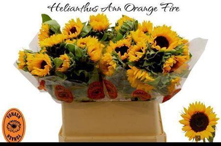 Helianthus annuus 'Orange Fire'