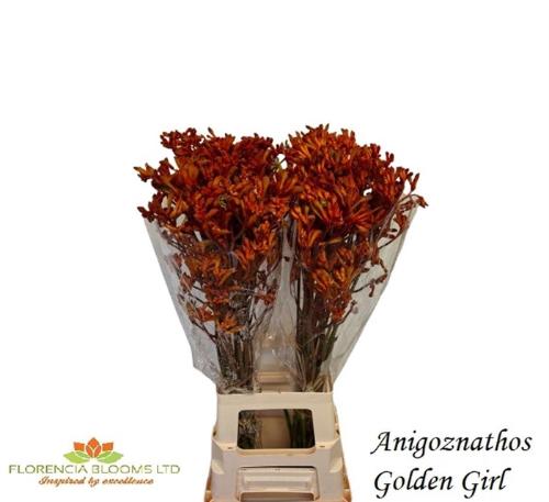 Anigozanthos 'Golden Girl'