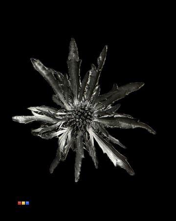Eryngium alpinum kleurbehandeld H%