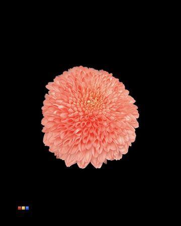 Chrysanthemum geplozen kas kleurbehandeld H%