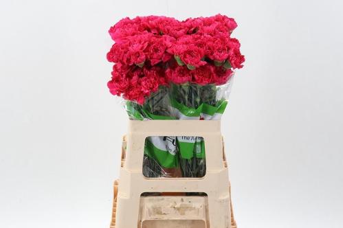 Dianthus standaard overig