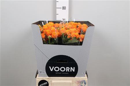 Rosa tros Coral Bubbles