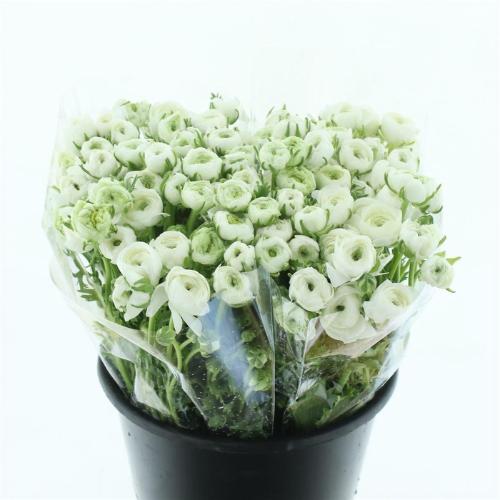 Ranunculus asiaticus 'Elegance White'