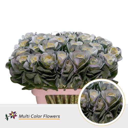 Brassica oleracea kleurbehandeld H%
