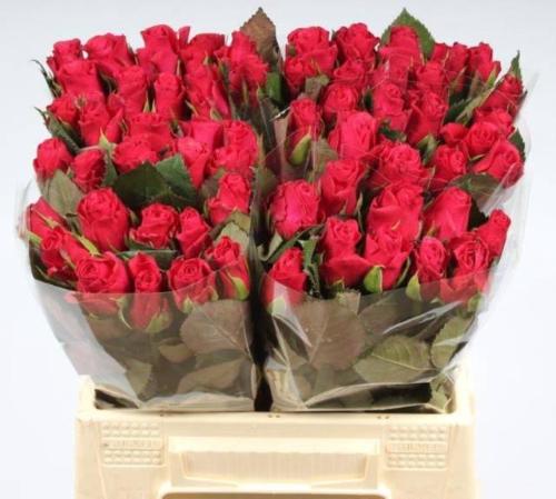 Rosa grootbloemig Tacazzi+