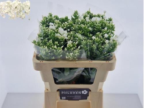 Phlox (Paniculata Grp) 'Snowy'
