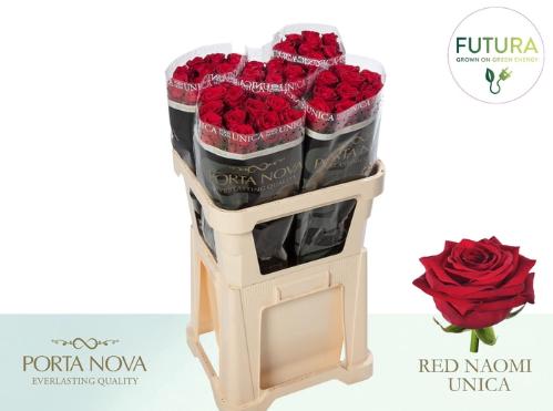 Rosa grootbloemig Red Naomi!