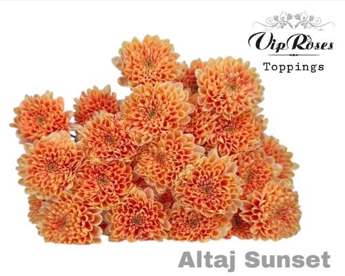 Chrysanthemum Indicum Grp tros kas kleurbehandeld H%