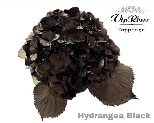 Hydrangea overig kleurbehandeld H%