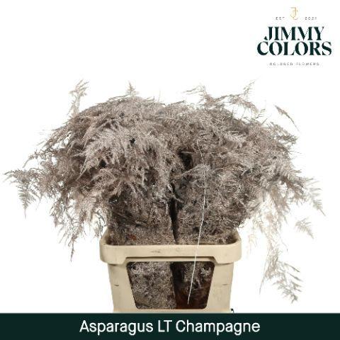 Asparagus overig kleurbehandeld H%