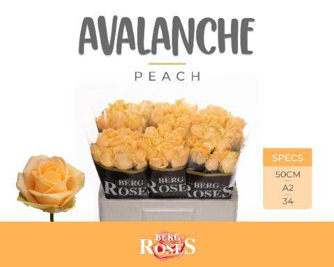 Rosa grootbloemig Avalanche Peach+