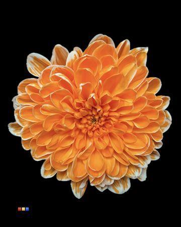 Chrysanthemum Indicum Grp tros kas kleurbehandeld H%