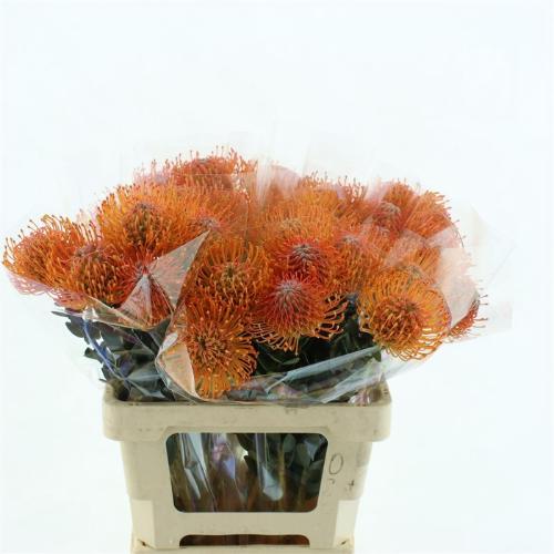 Leucospermum Ayoba Sun