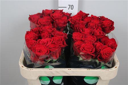 Rosa grootbloemig Testarossa