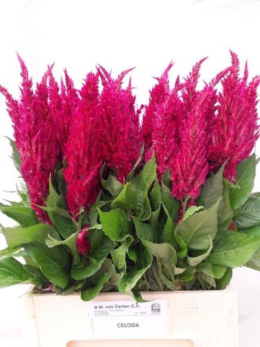 Celosia Plumosa Grp 'Century Purple Rose'