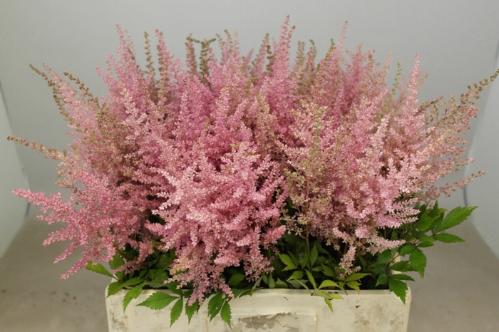 Astilbe Arendsii Grp 'Erika'