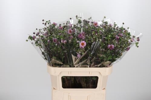 Anemone overig