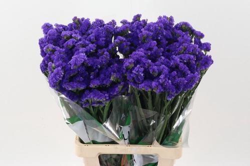 Limonium sinuatum Besos Sun Birds