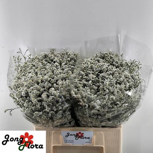 Limonium sinensis Mountain Diamond