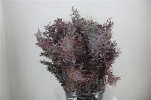 Acacia baileyana bloeiend per bos 'Purpurea'Dealbata Grp