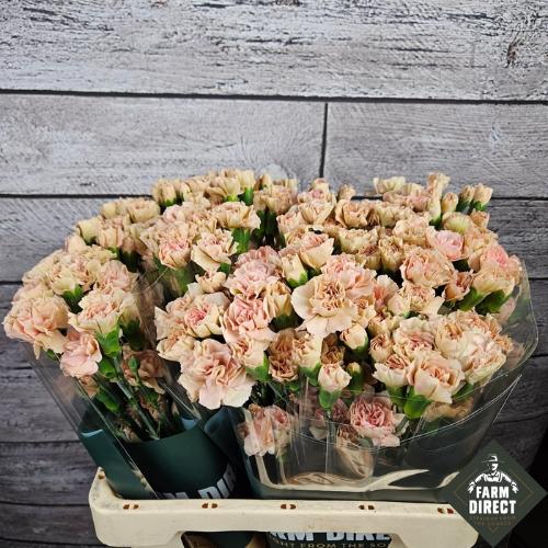 Dianthus tros Brown Sugar