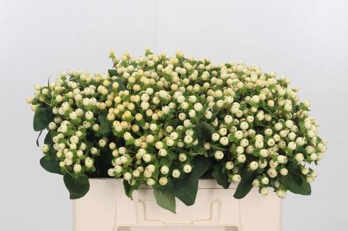 Hypericum x inodorum Magical White Princess