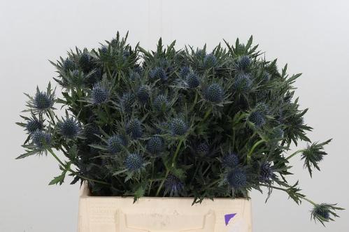 Eryngium Aquarius Questar