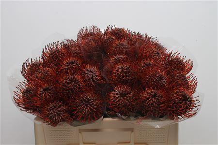 Leucospermum 'Naomi' kleurbehandeld H%