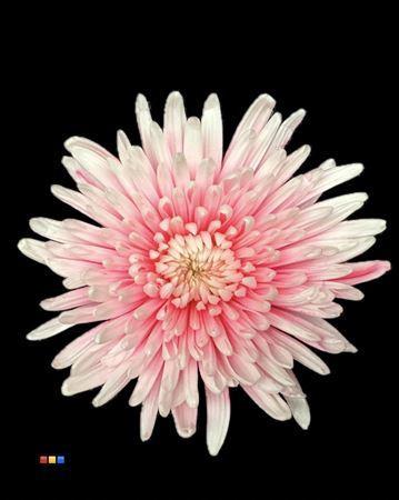 Chrysanthemum (Indicum Grp) geplozen Topspin kleurbehandeld H%
