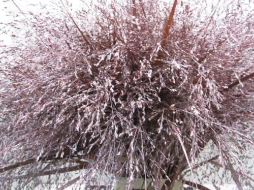 Siergras kleurbehandeld H%