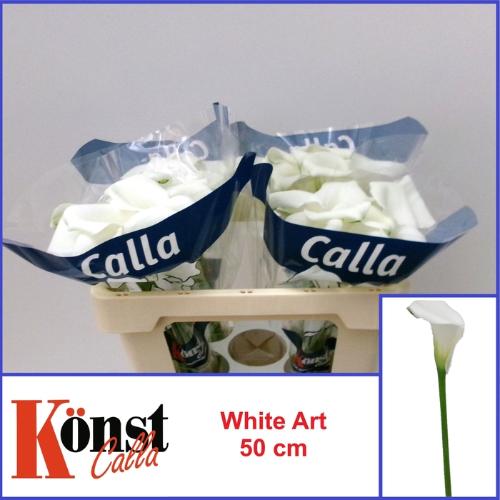 Zantedeschia White Art
