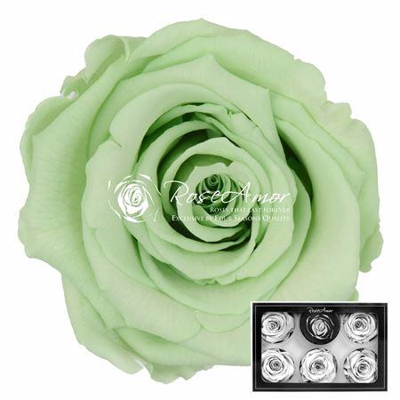 Rosa grootbloemig kleurbehandeld H%