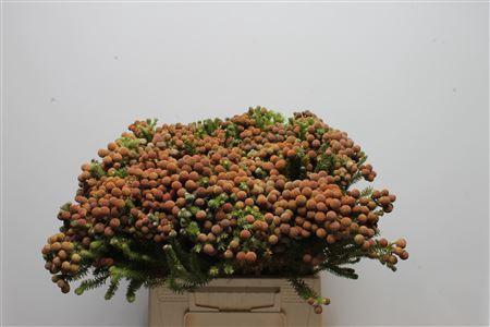 Berzelia abrotanoides Bloed Kol-Kol