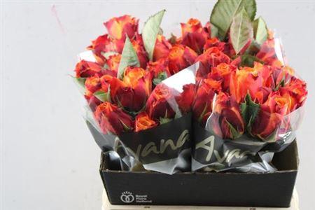 Rosa grootbloemig Atomic