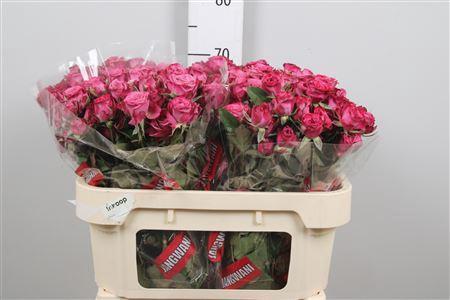 Rosa tros Purple Queen