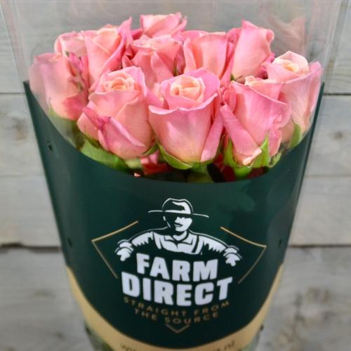 Rosa grootbloemig Miss Piggy+