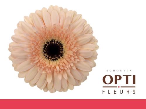 Gerbera grootbloemig 'Cafe del Mar'