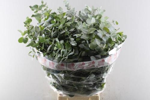 Eucalyptus per bos cinerea