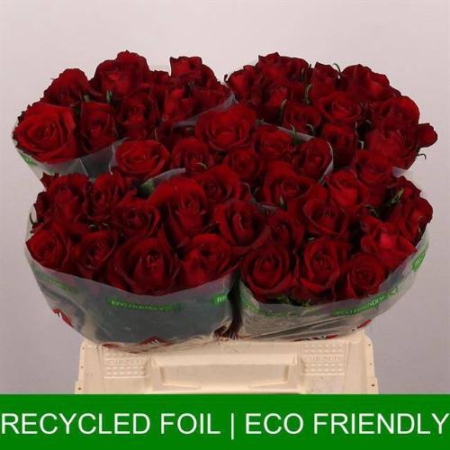 Rosa grootbloemig Ever Red