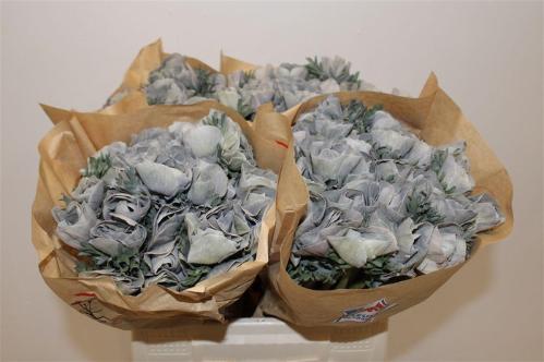 Snijbloemen overig kleurbehandeld H%