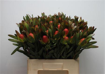 Leucadendron Ayoba Sky