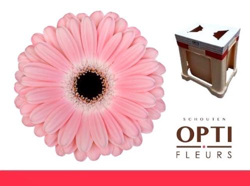 Gerbera grootbloemig Dulcie