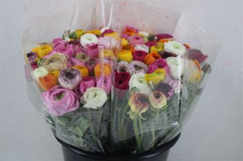Ranunculus gemengd