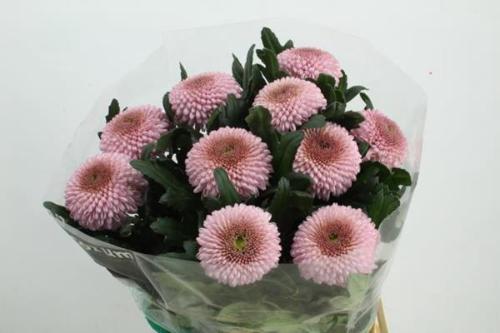 Chrysanthemum Indicum Grp geplozen Momoko