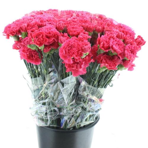 Dianthus standaard Bizet